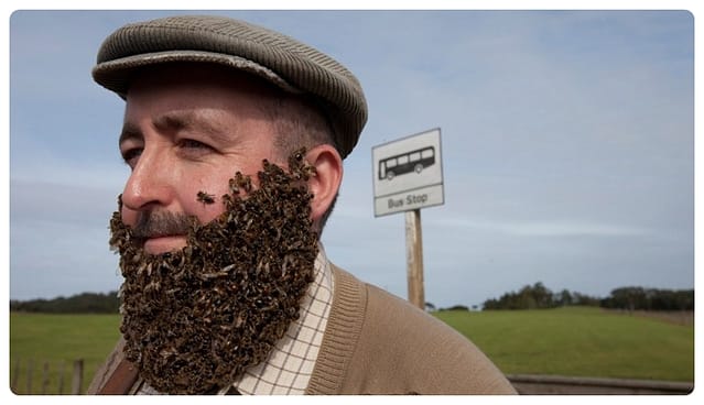 Bee bearding – cóż to takiego?