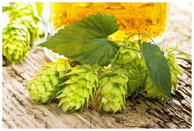 Pod lupą: chmiel | QOD Barber Shop