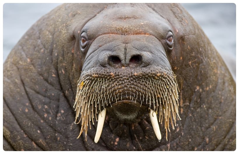 Walrus Face